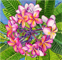 Frangipani
